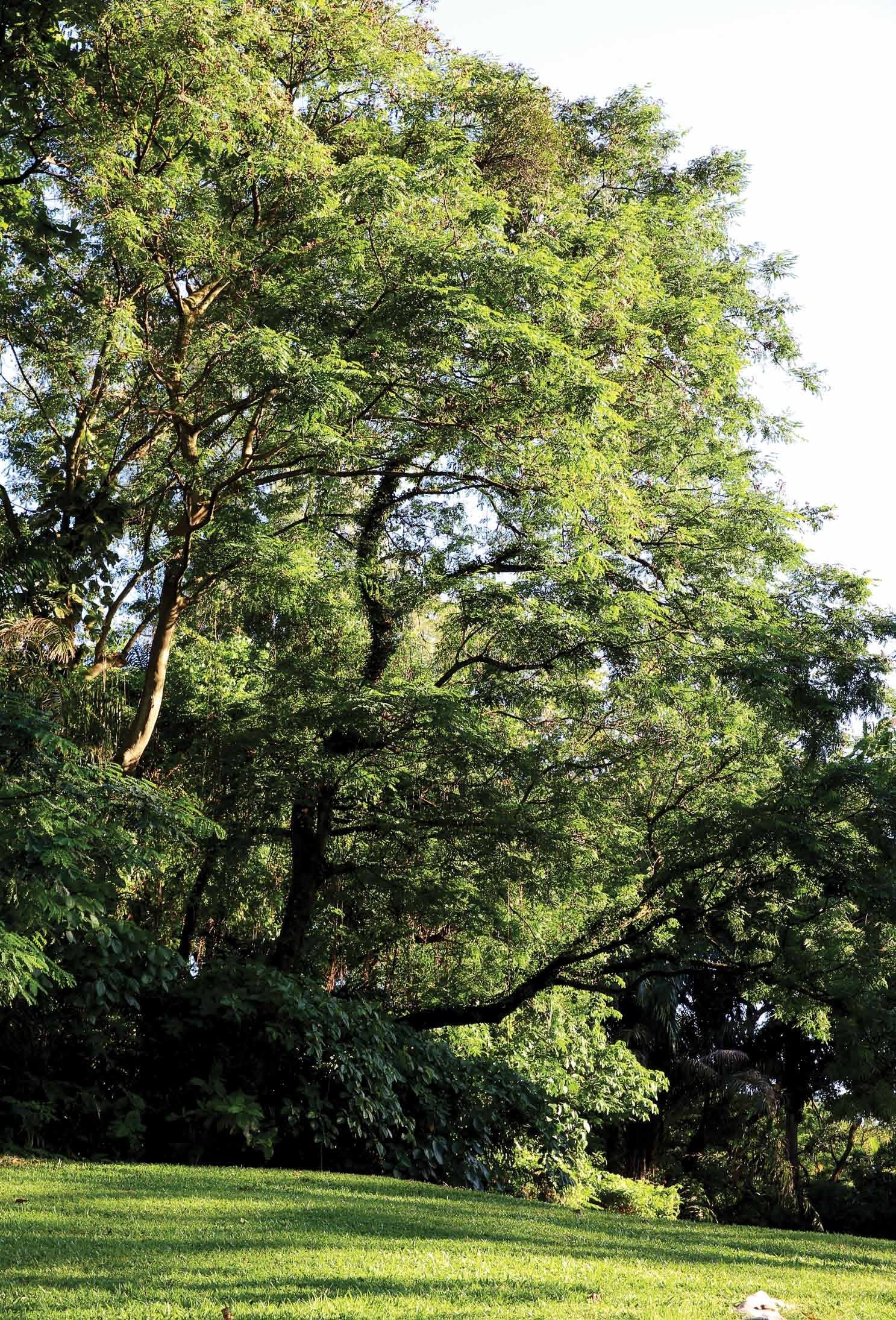 Greenery next to the site